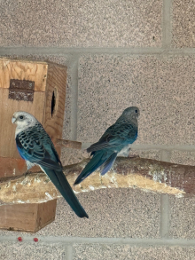 Proven pair blue stanleys