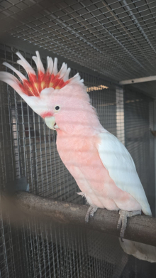 Wanted galahs major mitchells