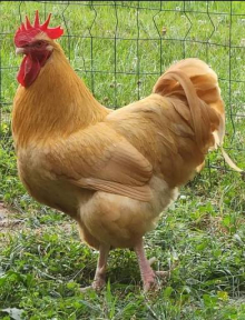 Buff Orpington Chickens