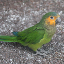 Wanted - brown throated conures