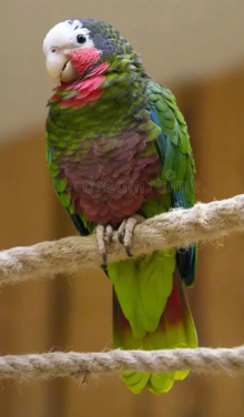 Cuban amazon