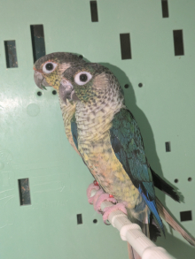 Violet Turquoise Conure Pair