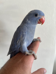Hand Reared Hand Tame Indian Ring Neck P