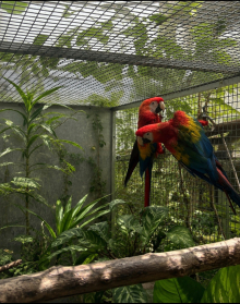Scarlet Macaw
