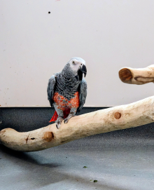 Proven Red Factor African Grey Hen
