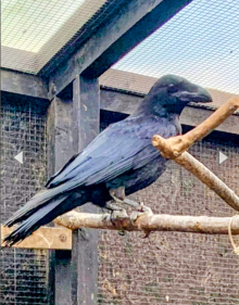 Common Raven
