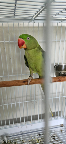 Green split blue alexandrine male