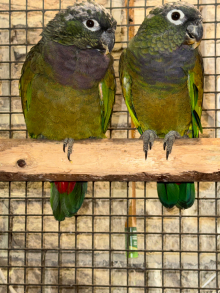 MAXIMILLAN PIONUS