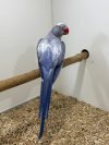 Pied Ringneck 1