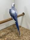 Pied Ringneck 2