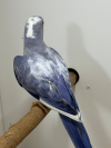 Pied Ringneck 3