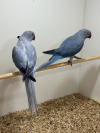 Ringneck Pair 1