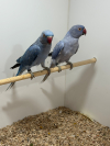Ringneck Pair 2