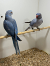 Ringneck Pair 3