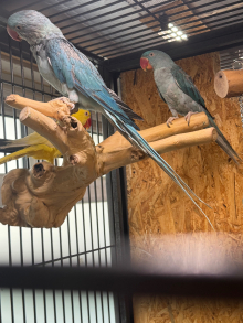 Blue male and female alexandrine for ...