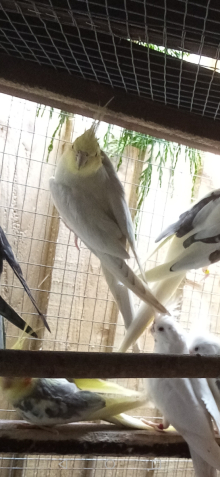 Emerald Cockatiel