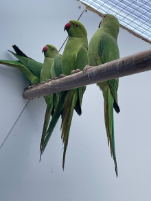 Indian Ringneck 