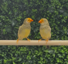 X2 star finches 