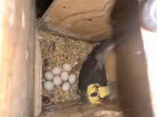 Cockatiel male 