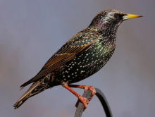 Common Starling 