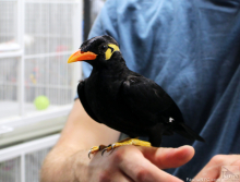 Hill's Mynah 