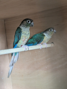 Violet Turquoise Conure Pair £250