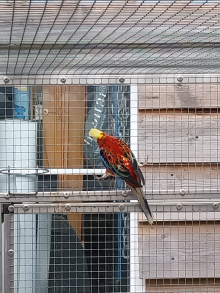 Corse & Staunton bird sale 