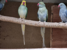 MUTATION RINGNECKS 
