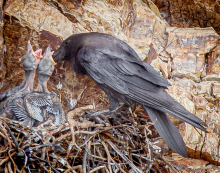 Looking for ravens
