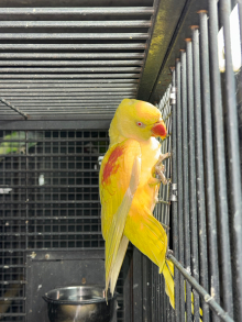 Lutino alexandrine 