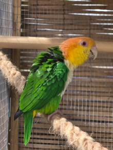 Pair of Green-Thighed Caiques