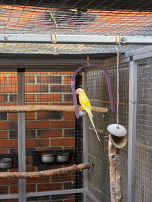 Lutino Plum-Headed Parakeet Female