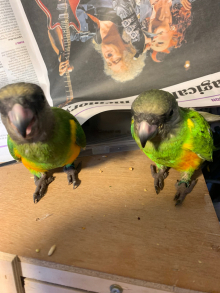 Wanted 2 male Senegals