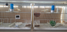 Collapsible, All Wire Breeding Cages