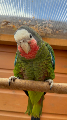 25/26 Cuban amazon cock bird wanted. 