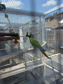 Illiger macaw cock bird