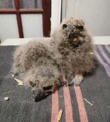 Baby owls