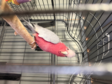 galah cockatoo