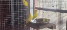 Eligant  cocks for sale 