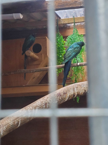 LONG TAILED GLOSSY STARLINGS