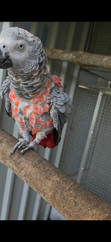 Red factor African grey pair