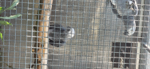 African greys 