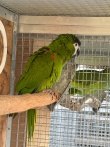 Hahns macaw proven cock Bird