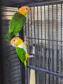 Pair of caiques both close rung and dna 