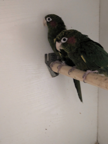 Hoffman conures