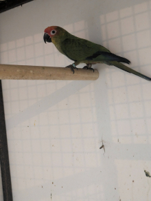 Golded capped conure 