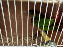 Proven blue throated conures for sale