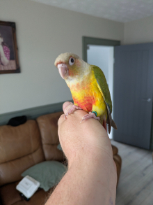 Hand reared 