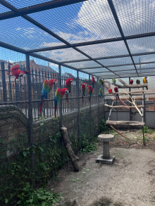 Green-winged macaws for sale