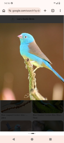 Blue capped waxbill cock wanted 